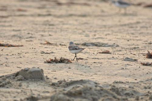 Galveston Apartment | Curious Seagull