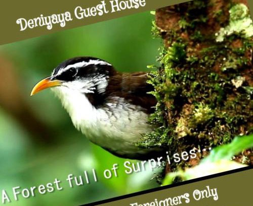 Deniyaya House | Deniyaya Guest House
