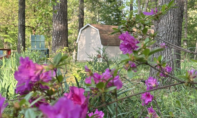 Bella Vista House | Dog Friendly with Trail Access to Bike Trails, Lakes, Waterfalls, MTB & Golf