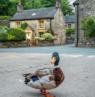Alstonfield House | Duck Cottage Milldale Alstonefield Peak District