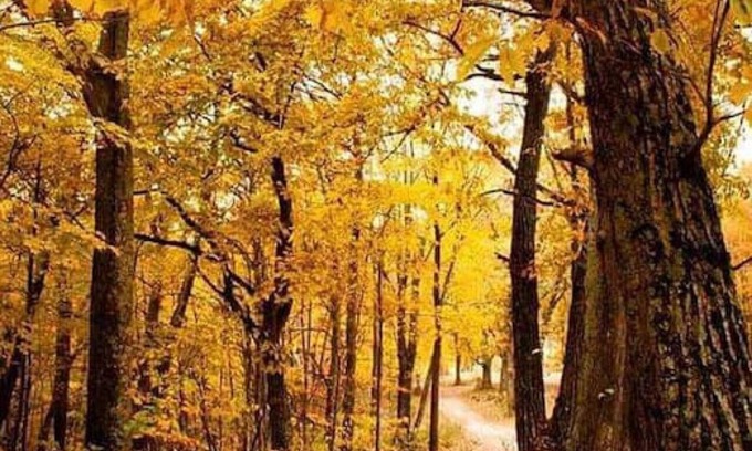 Lancaster Cabin | Gentle Breeze Campground
