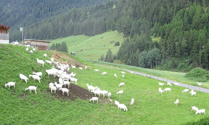 Nauders Apartment | Goat view - Alpine peace