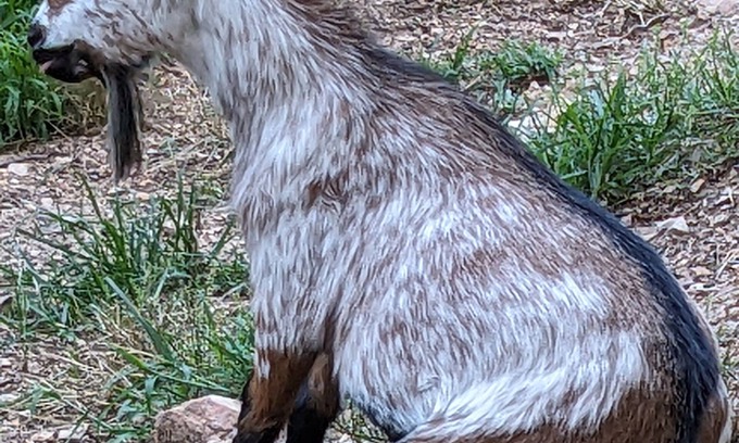 Eureka Springs Cabin | Goats! 85" TV, Nintendo, Billiard Table .Rest, Relax, Game On! Free 4th Night!