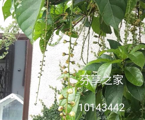 Shanjiao House | Green 58 B&B