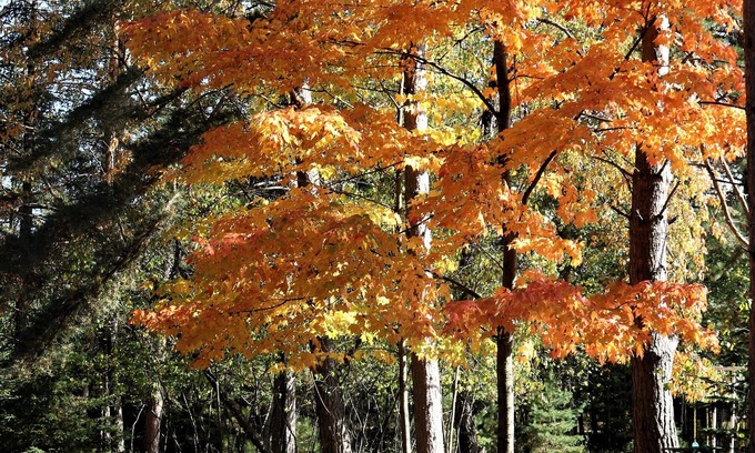 Escanaba House | Greenwood Getaway: Dog-friendly! Don't miss the fall colors here!