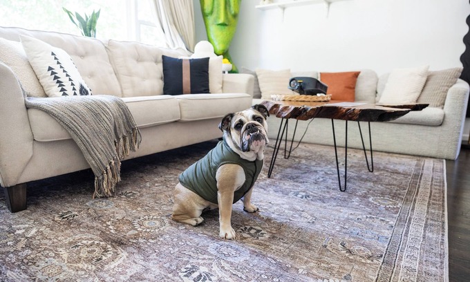 Evanston Apartment | Haus Of Hues: MDRN Bright Peaceful Private Apt
