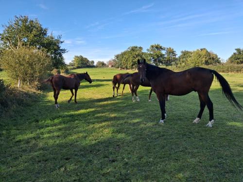 Pommiers Apartment | Hebergement calme et verdoyant