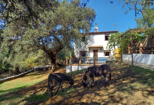 Jabugo House | La Encina Casa Rural