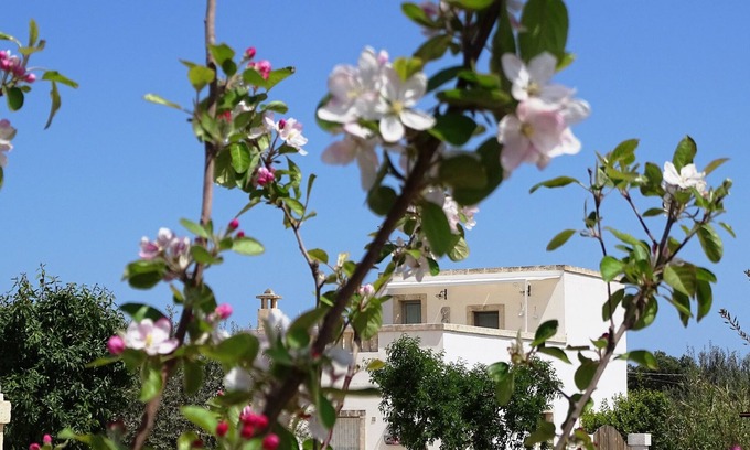 Fasano House | 'Le Fogge' is a place in contact with nature and the perfumes of Puglia