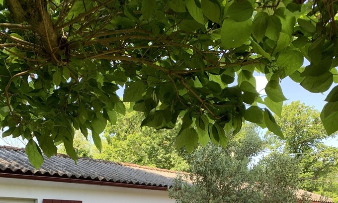 Linxe Apartment | Logement Avec Jardinet Entre Terre et mer