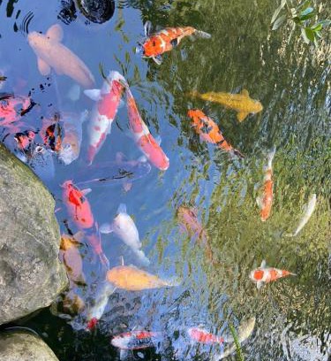 Phuoc Tan Resort | LUCKY STAR RESORT