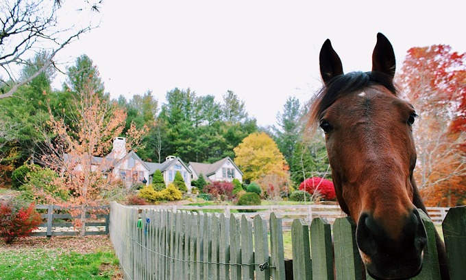 Banner Elk Cottage | Luxury Wildflower Cottage: Mountain Views, Farm Animals, and Exquisite Decor