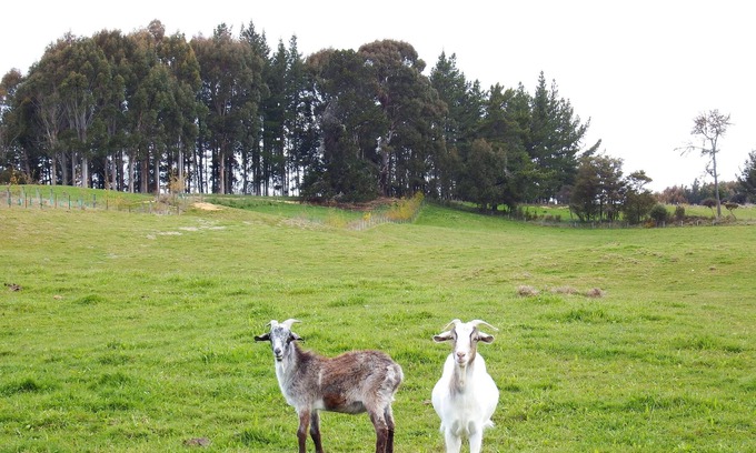 Upper Moutere Cottage | Mahana Farm Cottage, Your private rural retreat