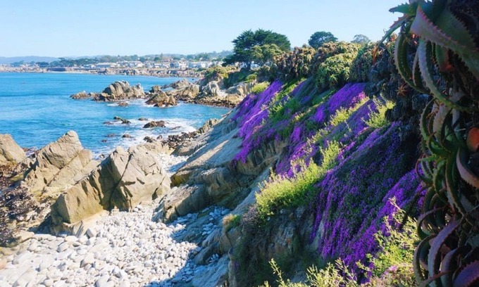 Pacific Grove Cottage | MV6: 30 night minimum Lover's Point Mermaid Cottage