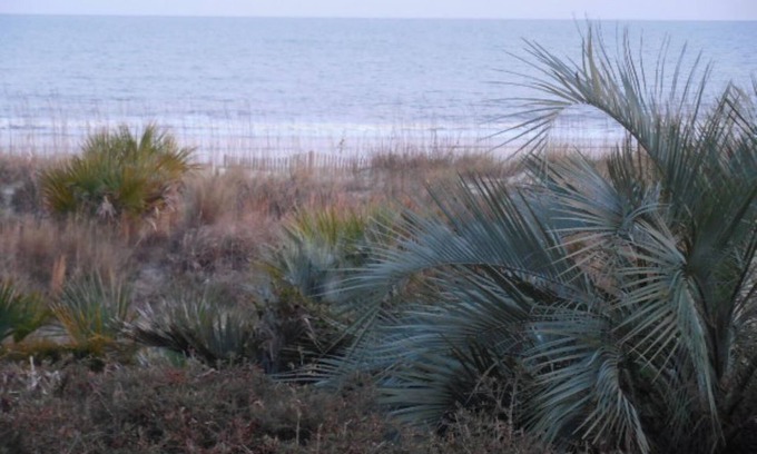North Forest Beach Condo | Oceanfront 137 Breakers