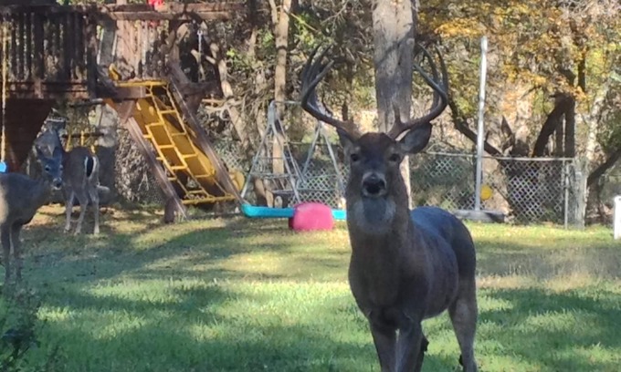North San Antonio - SAT House | PARKLIKE YARD w/DEER ON 1ACRE 3000SQFT, SUNROOM, INDOOR HOT TUB, WiFi & INTERNET