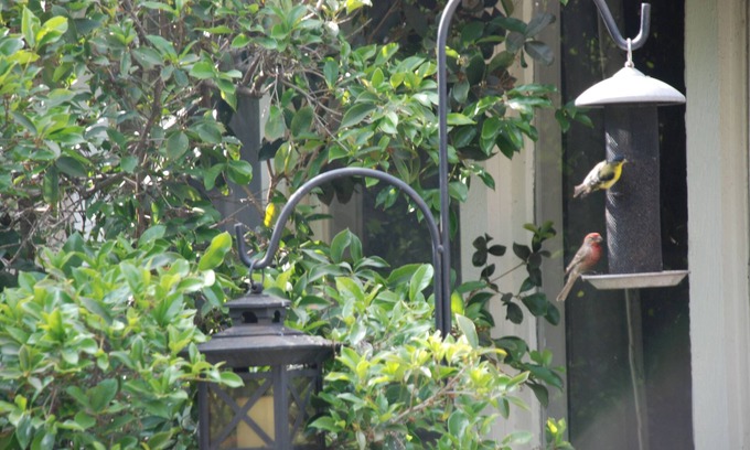 Pasadena House | Pasadena - Birds, Butterflies and Books