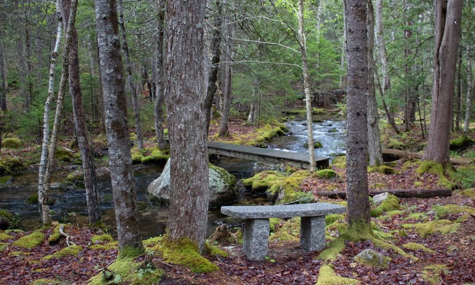 Mount Desert Apartment | Peaceful Basement Apartment among serene woods, paths, and a stream near Acadia