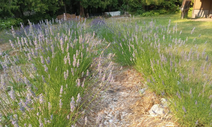 Fauquier Cottage | PEACEFUL Country Cottage W. Kootenay Lavender Farm, Hotsprings-Golf-Beach-Repeat