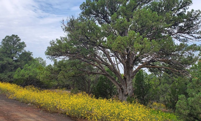 Concho Bed & Breakfast | Peaceful getaway for 2, dog friendly