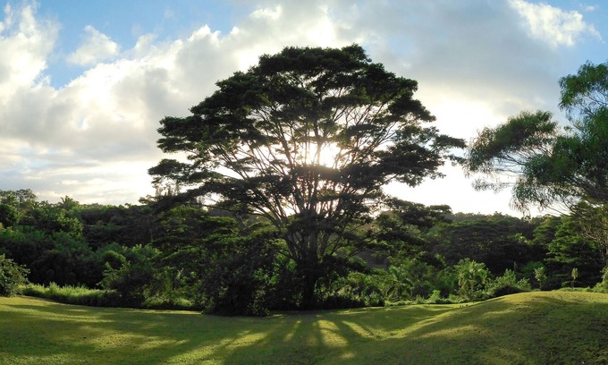 Pauwela Apartment | Peaceful & Private Studio - 12 Acre Hobby Organic Fruit Farm - Beach 10min