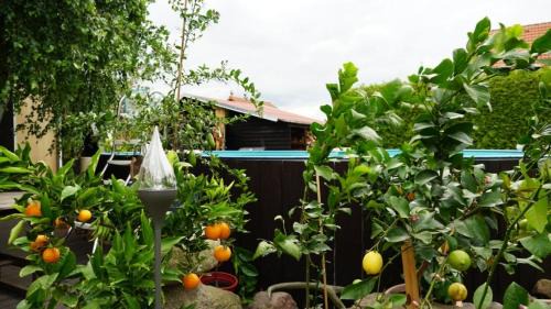 Lindenberg Apartment | Pension Limone Ferienwohnung 1