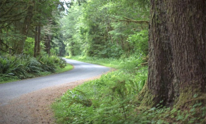 Forks RV Rental | Primitive Tent Site #11- Beautiful Forested Property