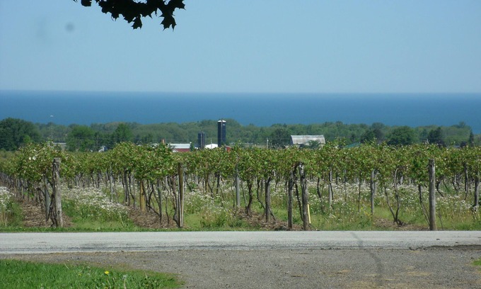 Ripley Other | Relax among vineyards and orchards on this working grape farm.