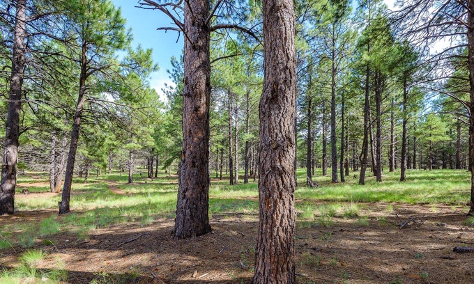 Ponderosa Trails House | Relax in the Pines! Hike/Bike out your back door into the forest...