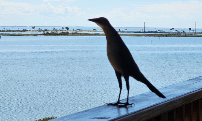 Rockport Condo | ROCKPORT'S BEST VIEW AND LOCATION! - Summer's Little Bay Getaway - On the Water!