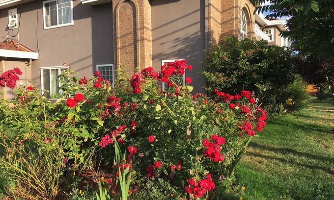 Richmond Bed & Breakfast | Rose Garden Vancouver