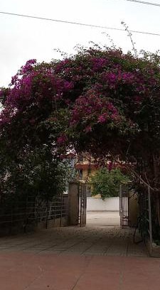 Bac Ninh Apartment | Rose house