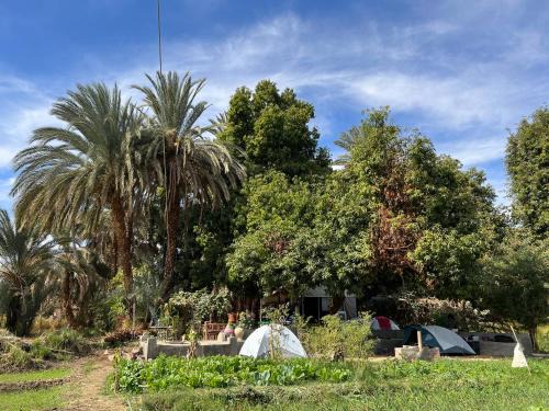 Aswan House | Salatoos Mango Garden and Guesthouse