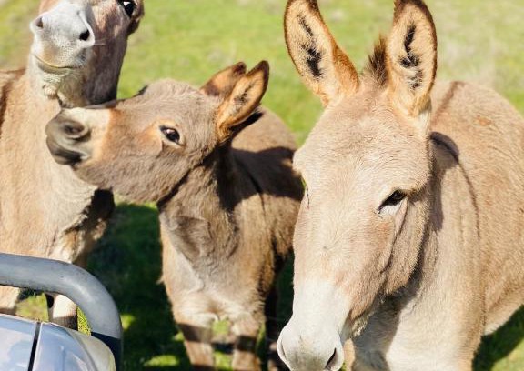 Dewars Pool Bed & Breakfast | Sandalwood Downs Fabulous Farm Stay TOODYAY