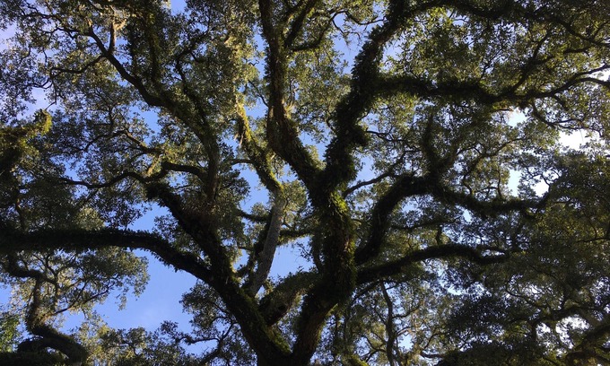 Ridge Manor House | Secluded Riverhouse: Adventures & Relaxation in Nature between Tampa/Orlando