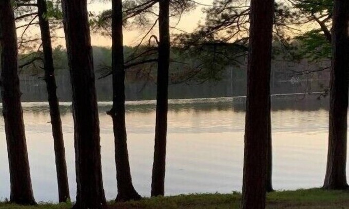 Gaylord Cottage | Serene wooded beachfront escape - The Noble Bear