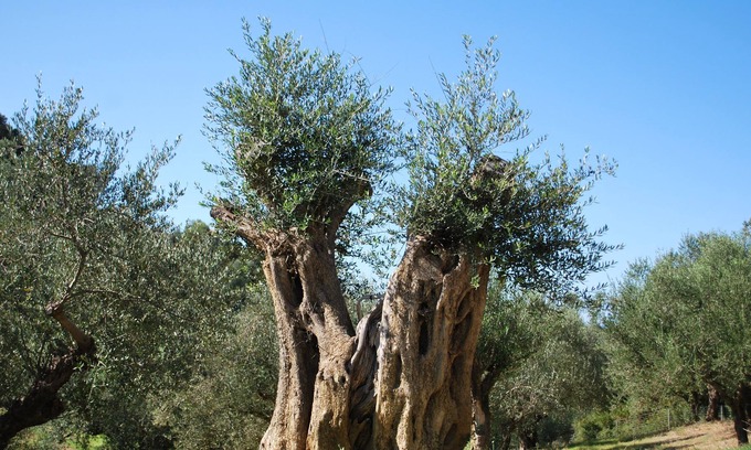 Pylos-Nestoras House | Studio geranium with terrace and view of the land planted with olive trees.