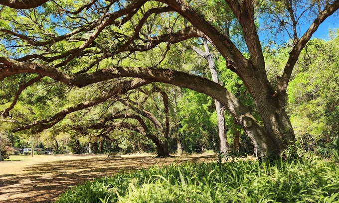 Candler House | SuiteHome among the Oaks.
