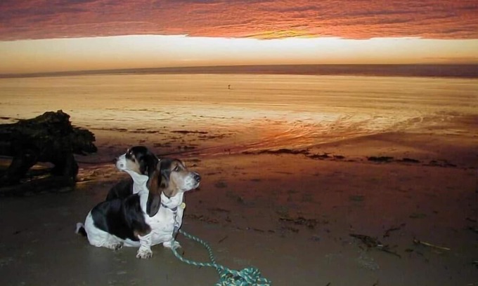 Florence House | Super close to Heceta Beach, Dog And kid Friendly, Fenced Yard 'Smugglers Cove'