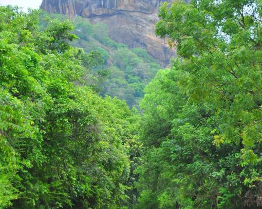 Sigiriya House | Thal Sewana Home Stay