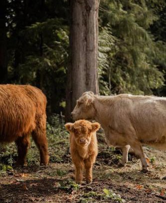 Marmot House | The Cottage at Highland Farms