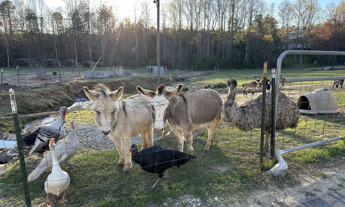 Hendersonville Other | The Farmhouse Retreat- House A “Come experience life on a farm! Pet Friendly”