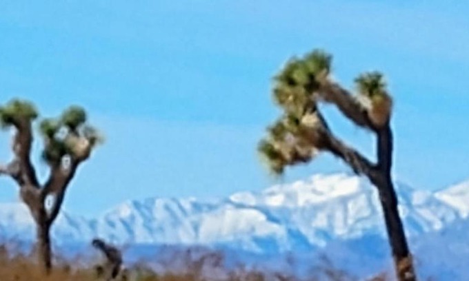 Joshua Tree Other | The Yurt at Tribal Camp