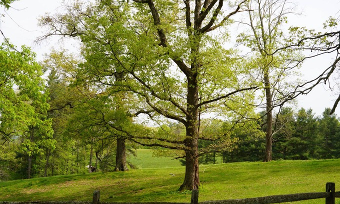 Mills River Cottage | Tilt'n B Farm, Bunkhouse, on 75 acres! Views, Horses, Tennis, Trails, & Fire Pit