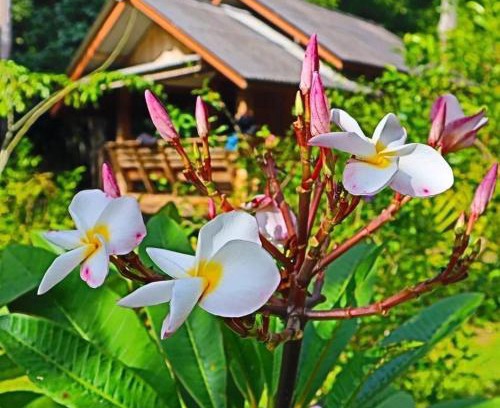 Phanom House | Toh Tao Homestay