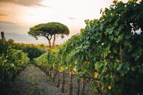 Trecase House | Vigna delle Rose