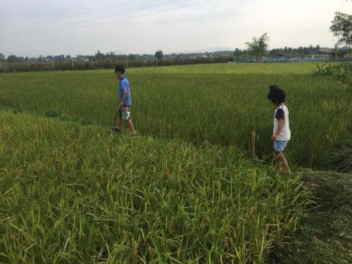 Phon Hong Other | Vilakon Thoungchaleun