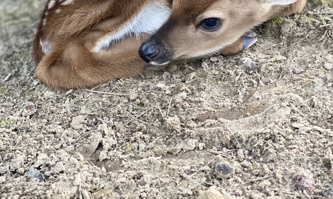Tyler House | Whitetail deer ranch experience! Observe the raising and caring for of WT deer.