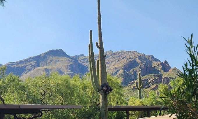 Tucson Condo | Your Serenity in a Sonoran Oasis