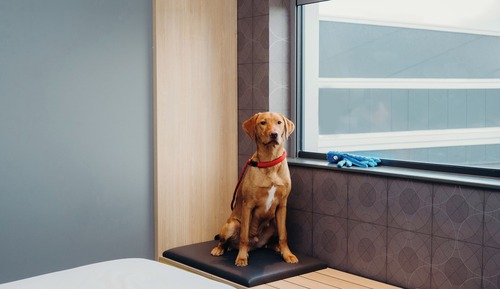 Urban, Room, 1 King Bed, Non Smoking